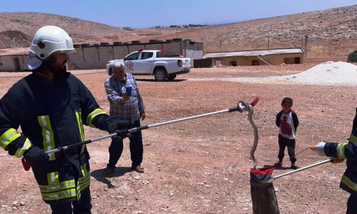 Şanlıurfa’da zehirli yılanlar görülmeye devam ediyor