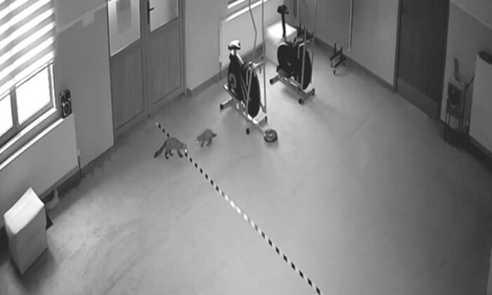 Sansarlar güvenlik kameraları sayesinde fark edildi