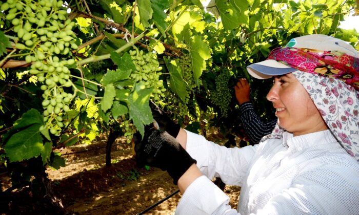 Sarıgöl’de üzüm salkımları standart olsun diye makyaj çalışması