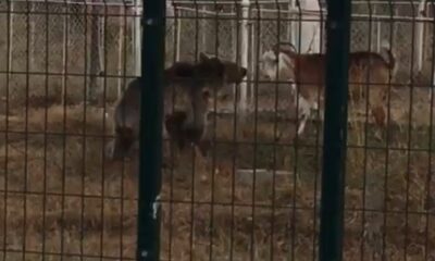 Sarıkamış’ta ayı keçilere böyle saldırdı