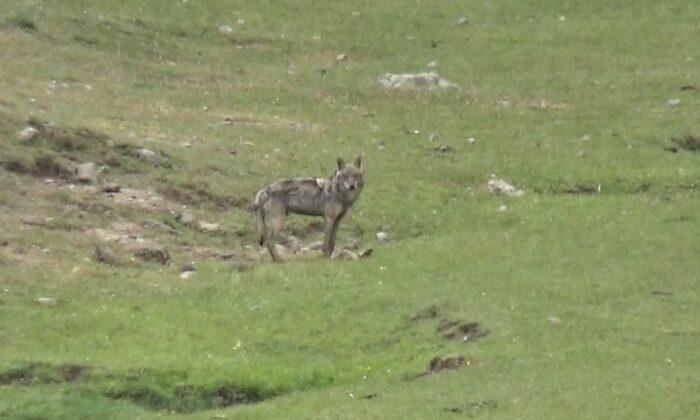 Sarıkamış’ta kurt yola indi