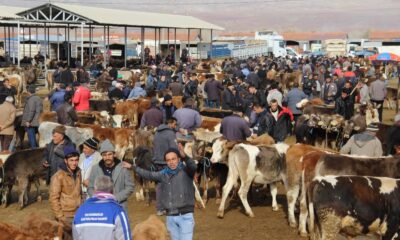 Şarkışla hayvan pazarı açılıyor