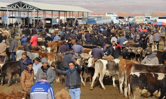 Şarkışla hayvan pazarı açılıyor