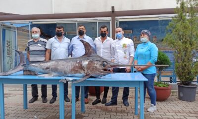 Saros Körfezi’nde yakalanan dev kılıçbalığı ilgi odağı oldu