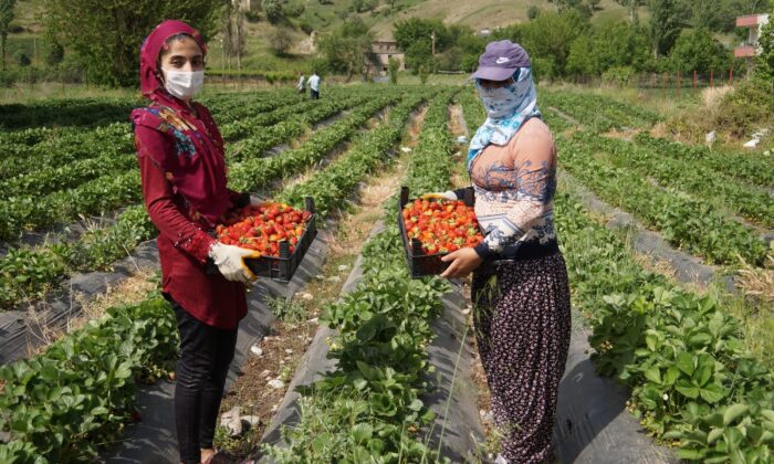 Sason çileği coğrafi işaret belgesi alarak markalaştı