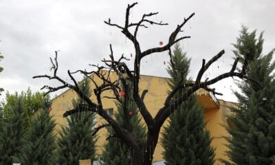 Şehitlik Ağacı’ndan asker künyelerini çalan şüpheliler yakalandı