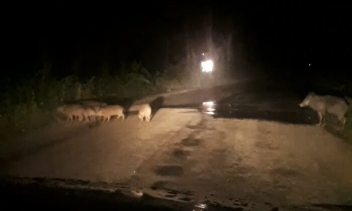 Şehre inen domuzlar ezilmekten son anda kurtuldu