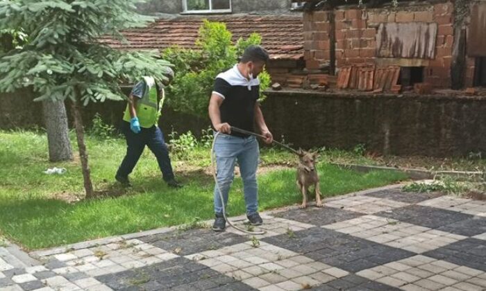 Şehre inen kurt yakalanıp tedavi altına alındı