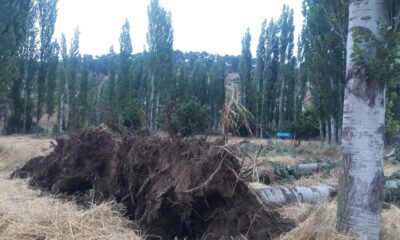 Selendi’de fırtına ağaçları devirdi elektrik tellerini kopardı