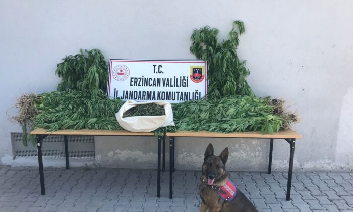 Serada Hint keneviri yetiştiren 1 kişi tutuklandı