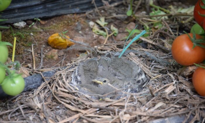 Seralar, kuluçkaya yatan kuşlara da yuva oldu