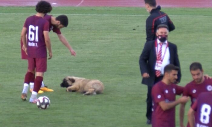 Sevimli köpek önce futbolcularla antrenman yaptı sonra sahadan çıkmadı