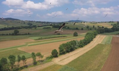 Sevindikli’yi mesken tutan leylekler hayran bıraktı