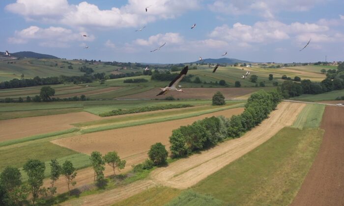 Sevindikli’yi mesken tutan leylekler hayran bıraktı