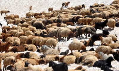 Sıcaktan bunalan koyunların 3000 rakımda kar keyfi