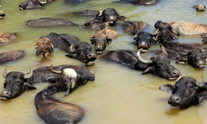 Sıcaktan bunalan mandalar nehirde serinliyor