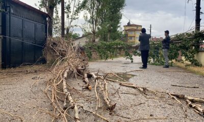 Şiddetli rüzgar ağacı devirdi, elektrik ve iletişim hatlarını kopardı