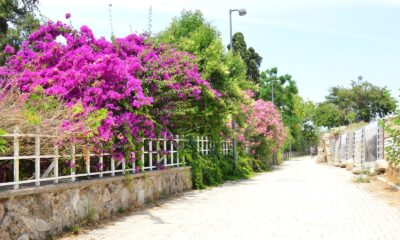 Side Antik Kenti’ndeki evlere begonvil dikme zorunluluğu getirildi