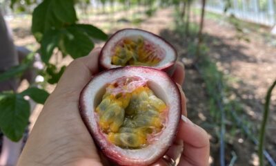 Şifa niyetine ektiği passiflora meyvesinin ticaretini yapıyor