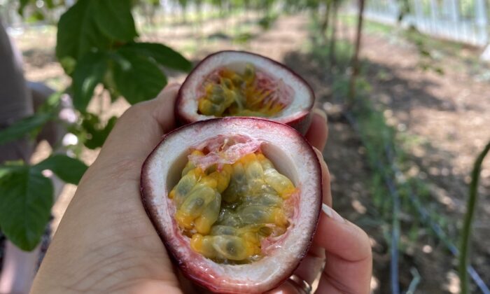 Şifa niyetine ektiği passiflora meyvesinin ticaretini yapıyor