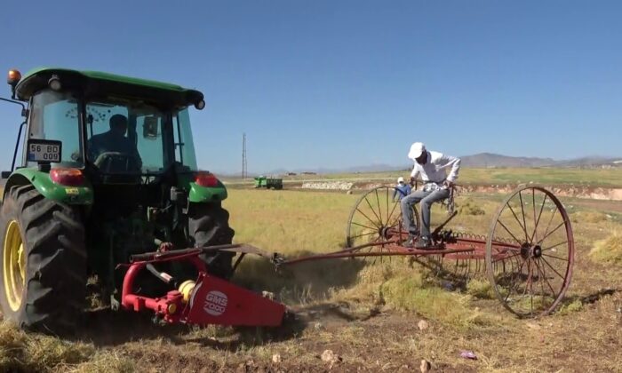 Siirt mercimek üretiminde Türkiye de ilk 5’te yer alırken kuraklığa yenik düştü