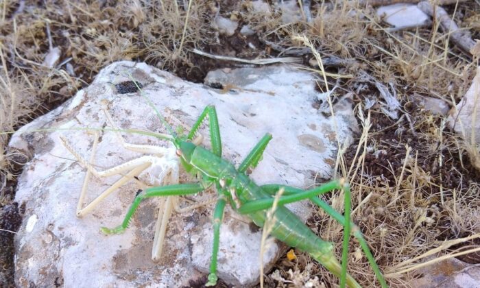 Siirt’te et yiyen çekirge görüldü