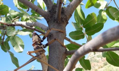 Siirt’te etçil çekirge görüldü