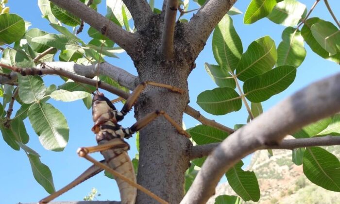 Siirt’te etçil çekirge görüldü