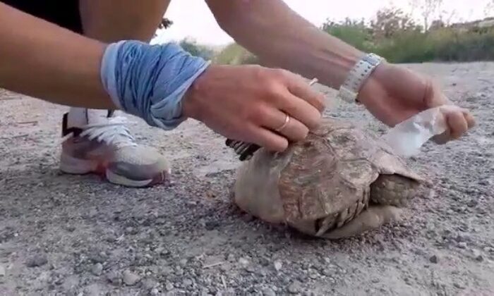 Siirt’te plastik şişeye sıkışan kaplumbağa vatandaşlar tarafından kurtarıldı