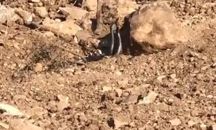 Siirt’te yılanların dansı kameraya yansıdı