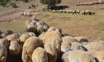 Siirt’ten batıdaki illere gönderilecek kurbanlıklar hazır