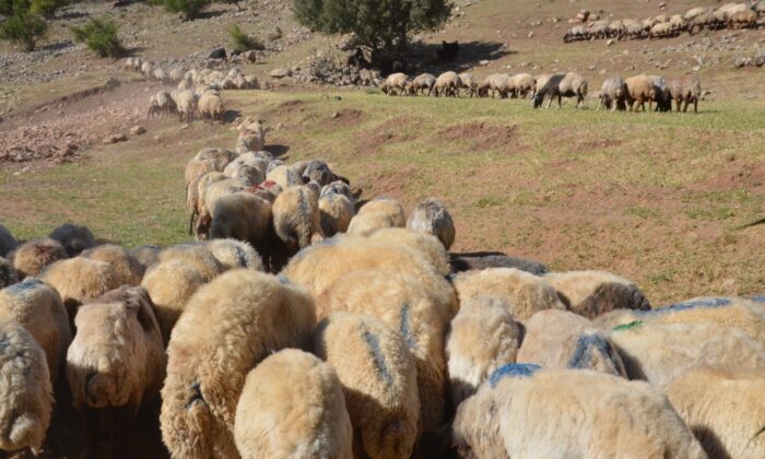 Siirt’ten batıdaki illere gönderilecek kurbanlıklar hazır