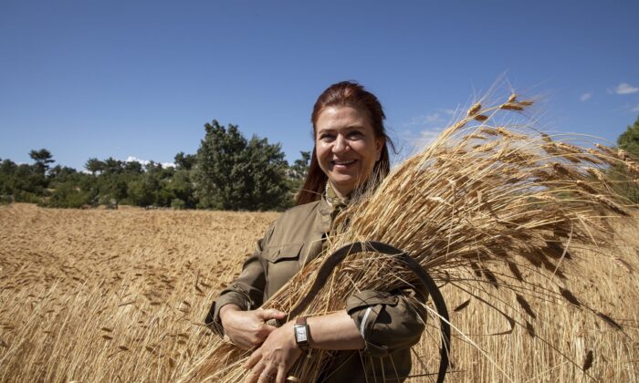 Silifke’de ata tohumu sarı buğdayın ikinci hasadı yapılıyor