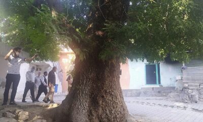 Silvan’da vatandaşlar 400 yıllık ağacın koruma altına alınmasını istiyor