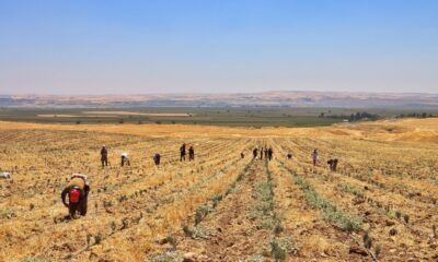 Silvan’daki mor tarladan lavanta hasadı yapıldı