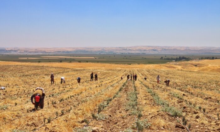 Silvan’daki mor tarladan lavanta hasadı yapıldı
