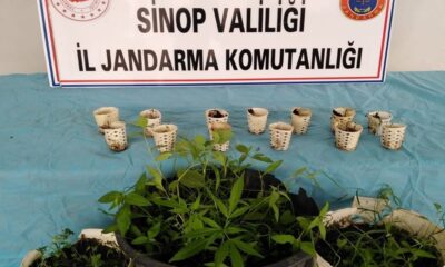 Sinop’ta ırmağın kenarında kenevir eken şahıs yakalandı