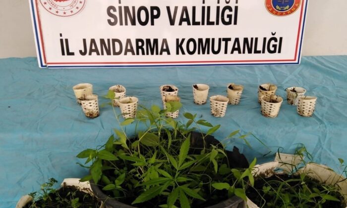 Sinop’ta ırmağın kenarında kenevir eken şahıs yakalandı