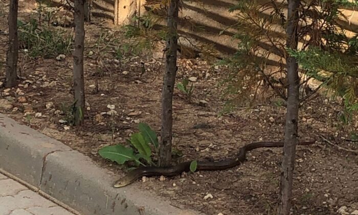 Site bahçesine giren yılan korkuttu