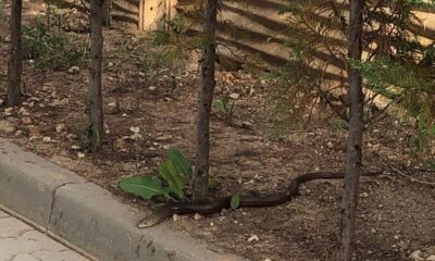 Site bahçesine giren yılan korkuttu