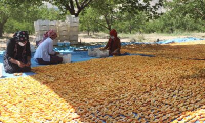 Sivas kayısı üretiminde 10’uncu sırada
