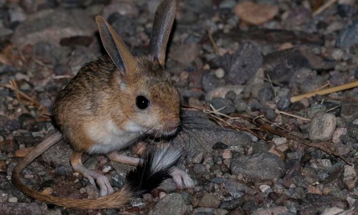 Sivas’ta Arap tavşanı görüntülendi