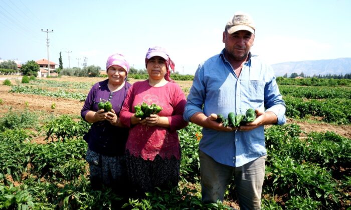 Sofraların lezzeti Emcelli Biberi pazarlarda yerini aldı