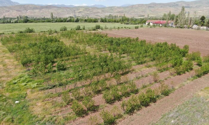 Soğuğa meydan okuyan kiraz, Sivas’ta üreticiye umut oldu