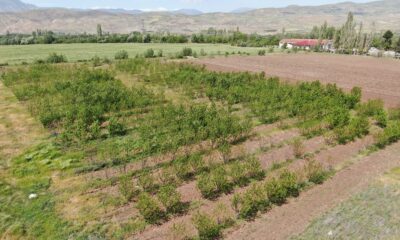Soğuğa meydan okuyan kiraz, Sivas’ta üreticiye umut oldu