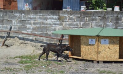 Sokak hayvanları bu proje sayesinde üşümeyecek