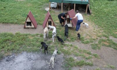 Sokak hayvanları için kulübe çalışması