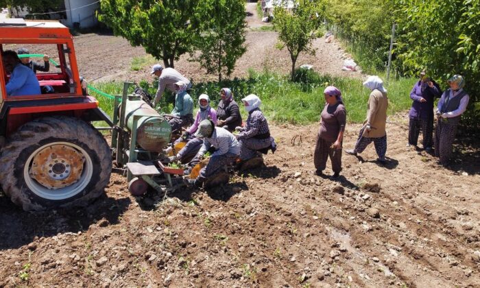 Son tütün fideleri toprakla buluşuyor