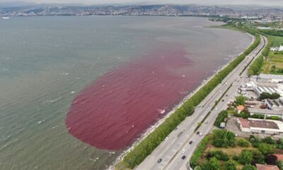 Sorumsuzlar İzmit Körfezi’ne ve dereye kan kusturdu