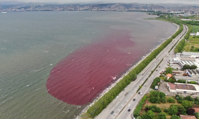 Sorumsuzlar İzmit Körfezi’ne ve dereye kan kusturdu
